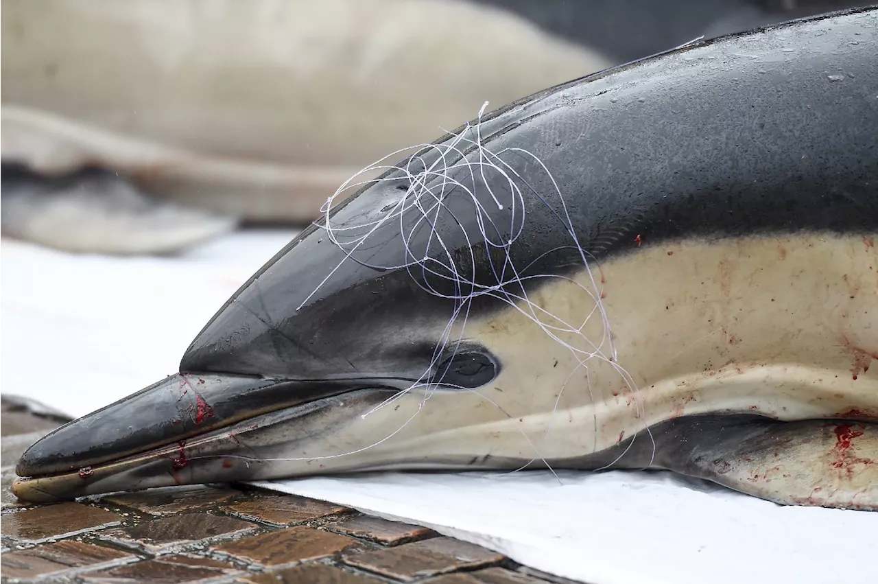 Suspension des dérogations pour préserver les dauphins dans le golfe de Gascogne