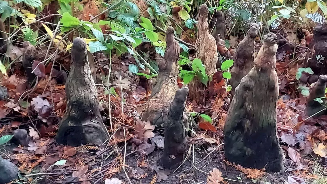 Rare uitsteeksels in een bos, ook Frans wist even niet wat hij zag