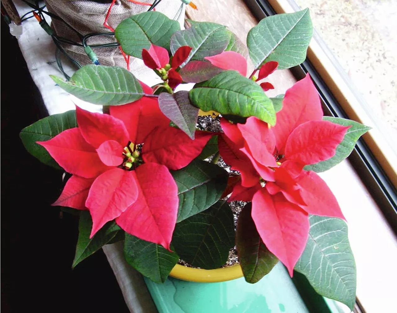 Poinsettia Coloration