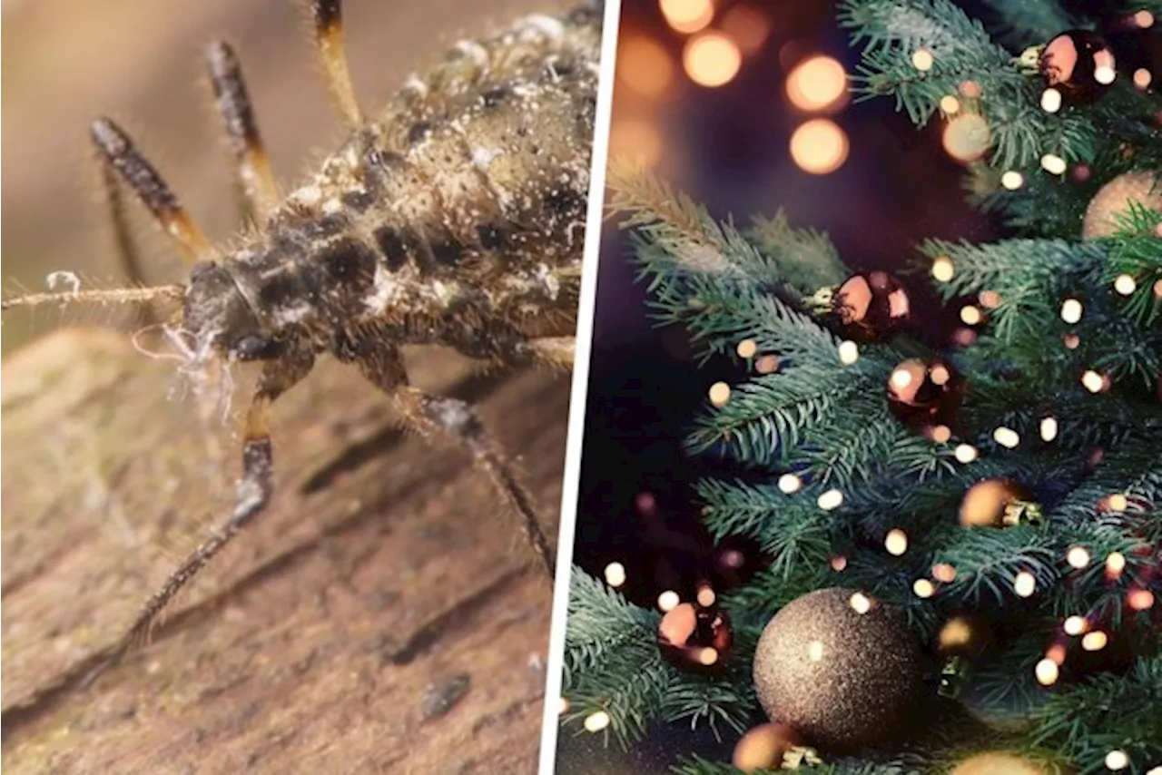 Wantsen, spinnetjes of zelfs lieveheersbeestjes: deze beestjes zitten allemaal in jouw kerstboom