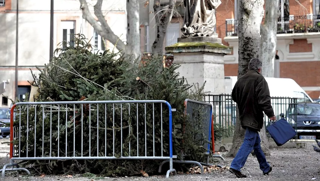 Collecte des sapins de Noël à Toulouse