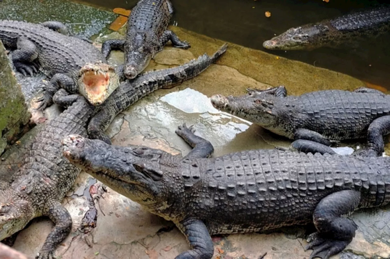 Crocodile population in Sabah rivers still healthy, says zoologist