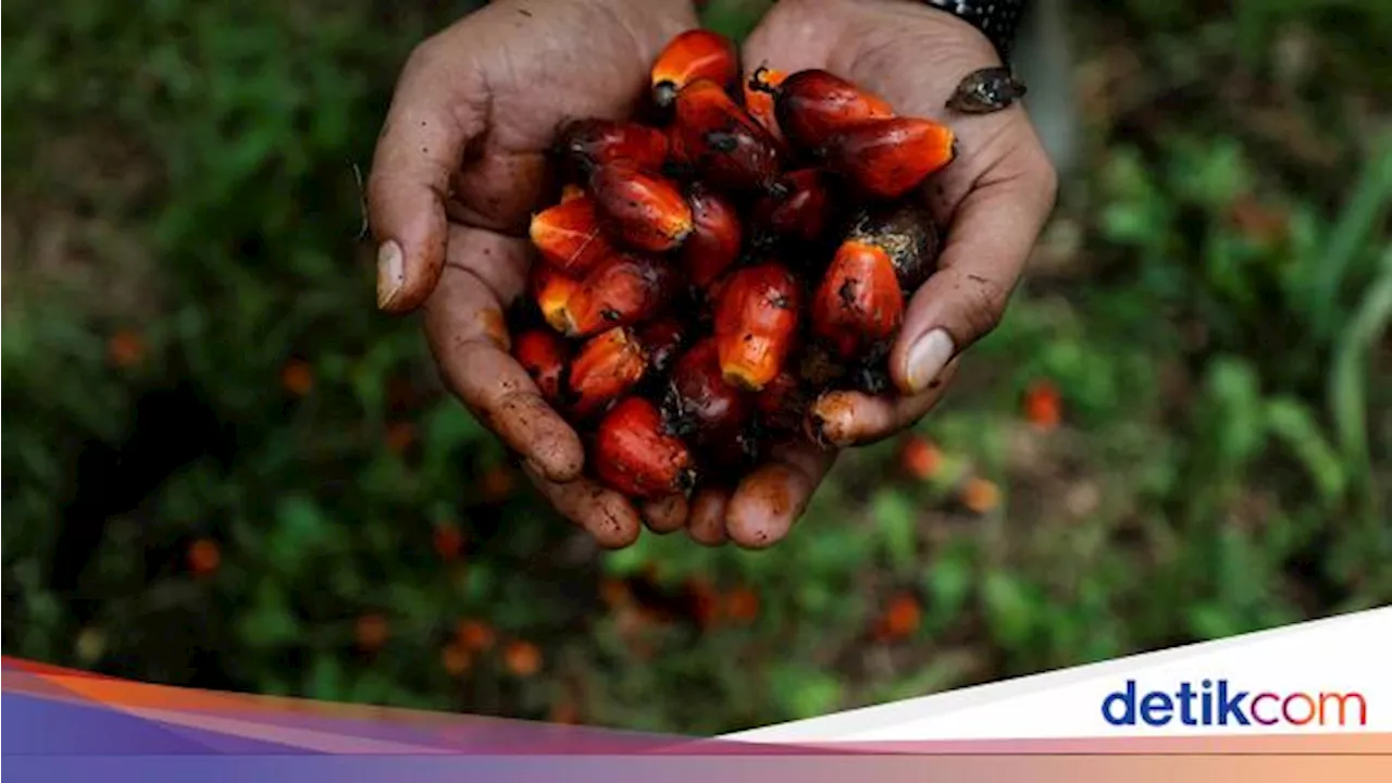 Jurus ID FOOD Kejar Swasembada Pangan, Tanam 692 Ha Lahan dengan Padi-Sawit