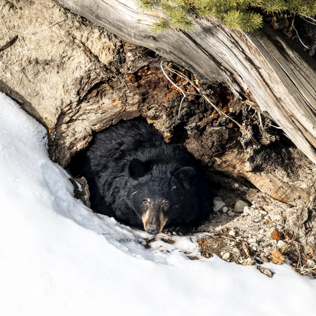 Why Do Bears Hibernate? A Biologist Explains