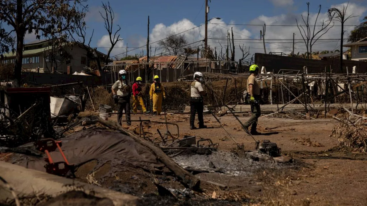 Server traumatized by questions about Hawaii wildfire