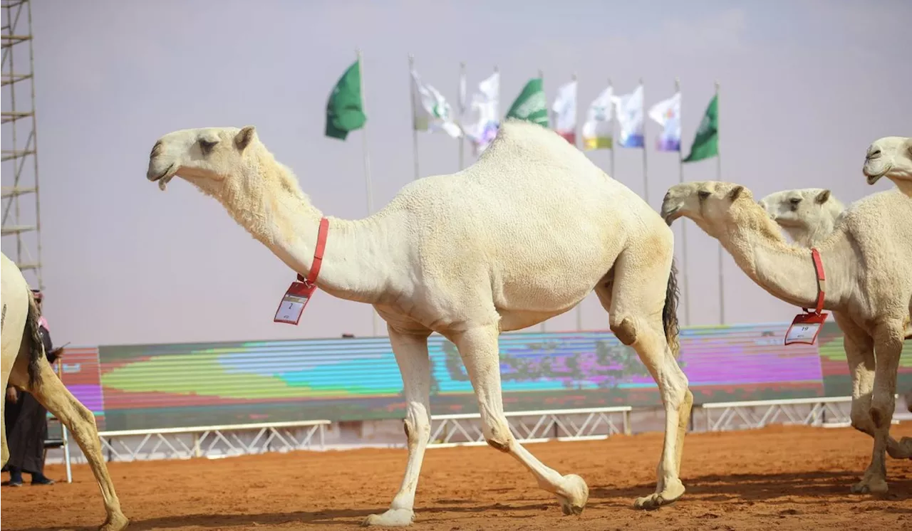 «مهرجان الأبل»: الموسى يتوج بشوط «سيف الملك» للون الوضح