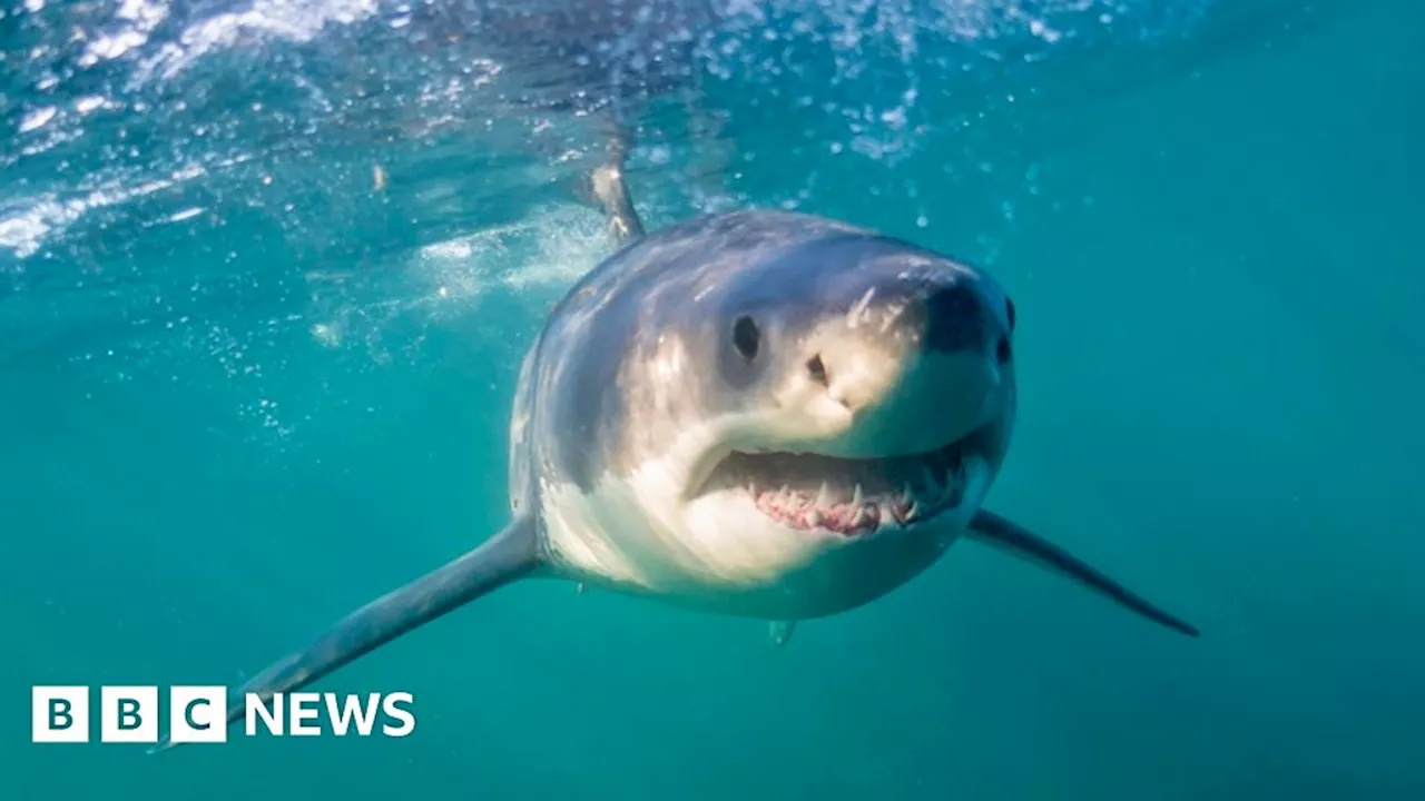 Living with Sharks in Cape Town: A Life and Death Issue