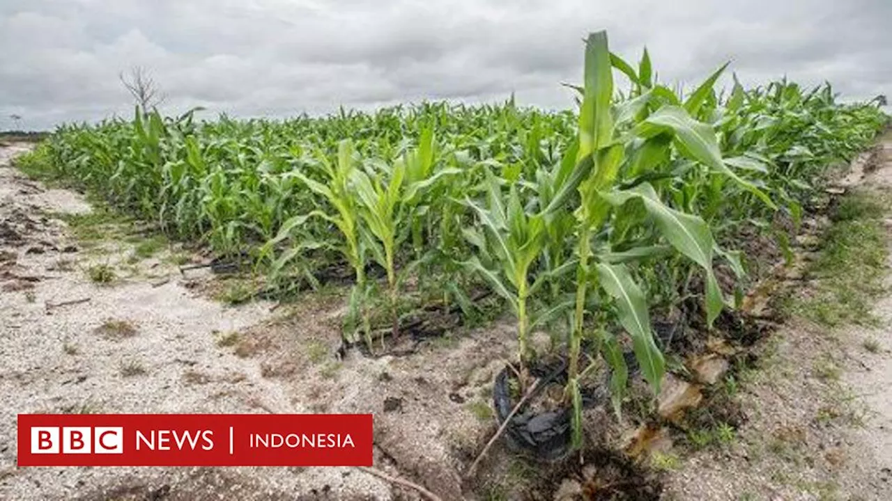 Food estate jagung di Kalteng 'dipaksakan demi menutupi kegagalan perkebunan singkong' - Mengapa pegiat dan ilmuwan meragukannya?