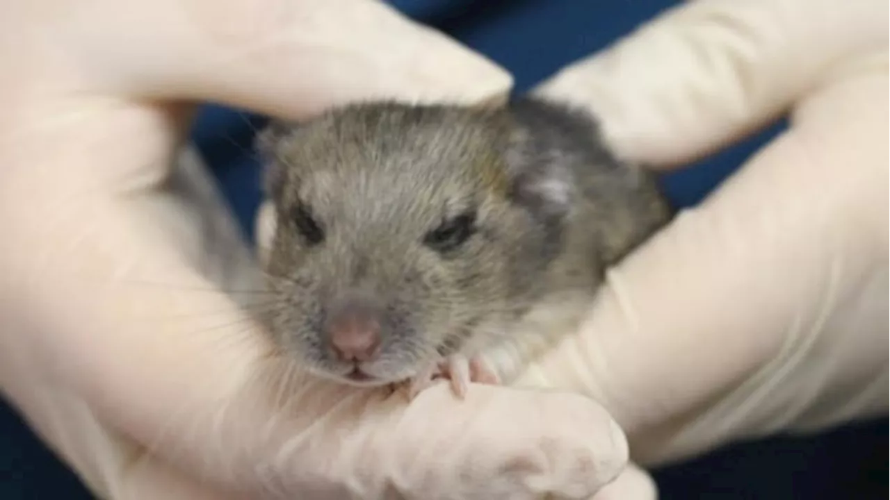 Bushy-tailed woodrats cause thousands of dollars in damage to Alberta resident's property