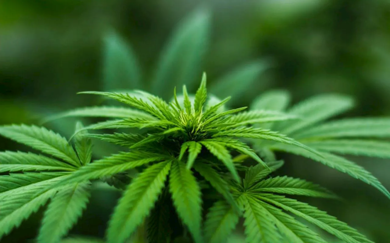 Attitudes towards Cannabis Research