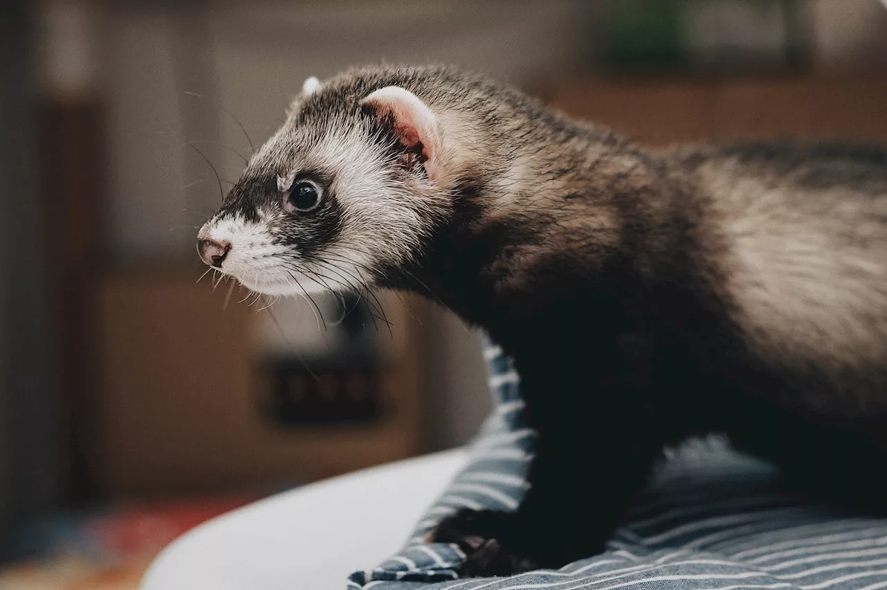 Apple släpper sin första LLM. Kallar den för Ferret.