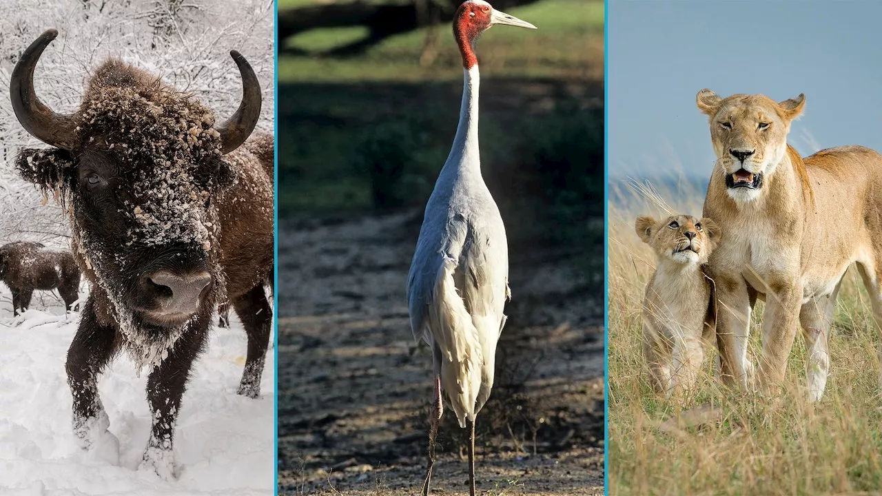 Die Gewinner und Verlierer des Tierreichs im Jahr 2023