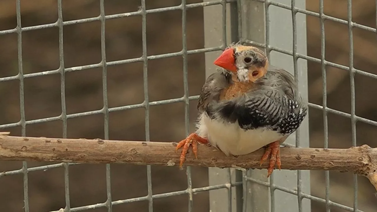 Terugblik op het Drentse dierenrijk: van wolven tot herten