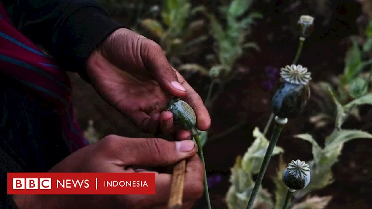 Narkoba: Lima alasan Myanmar geser Afghanistan sebagai produsen opium terbesar di dunia