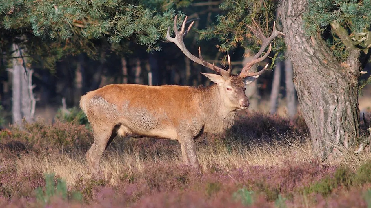 Edelhert in Drenthe: 5 vragen (en een bonusvraag over de wolf)