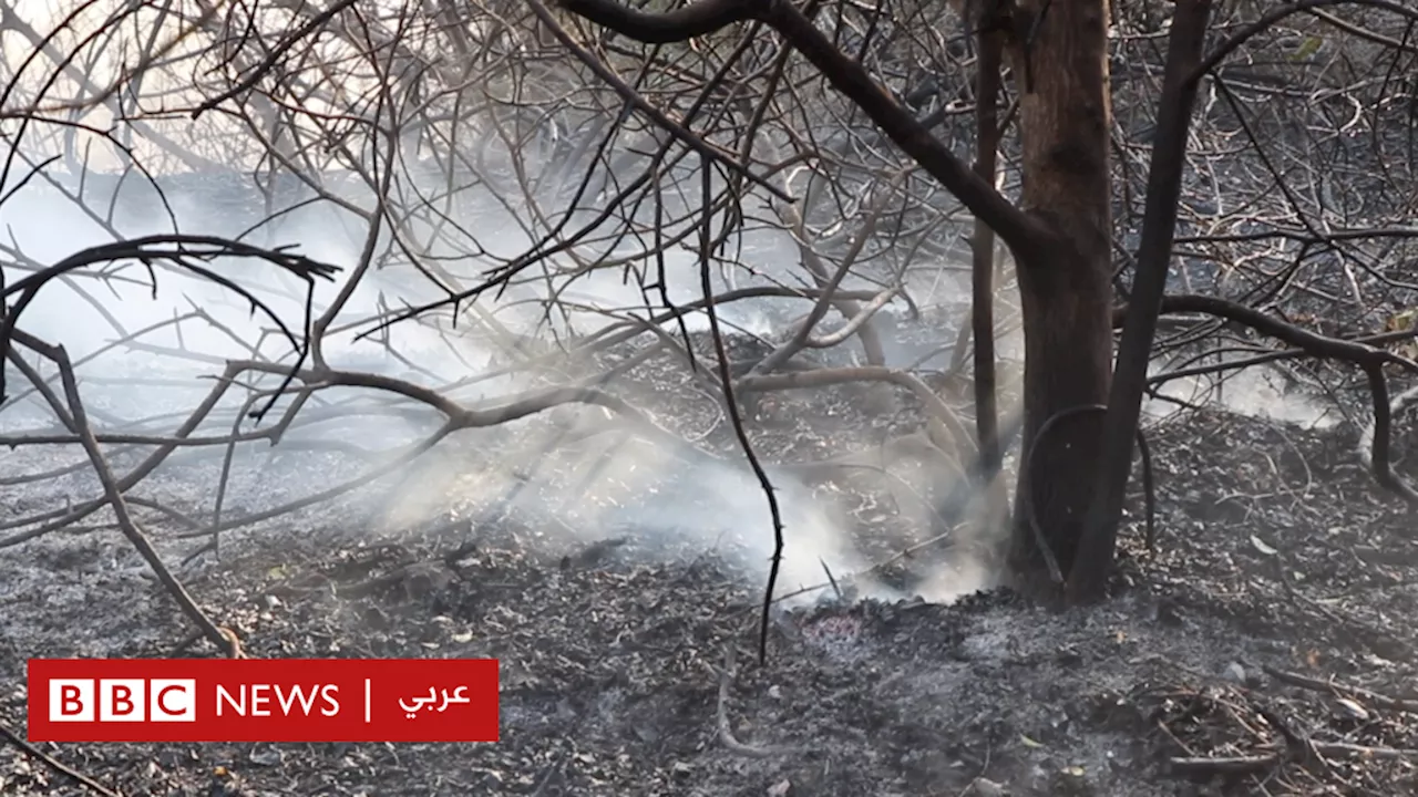 مؤتمر المناخ كوب 28: لبنان يحمل قضية 'الإبادة البيئية' إلى مؤتمر الأطراف في دبي