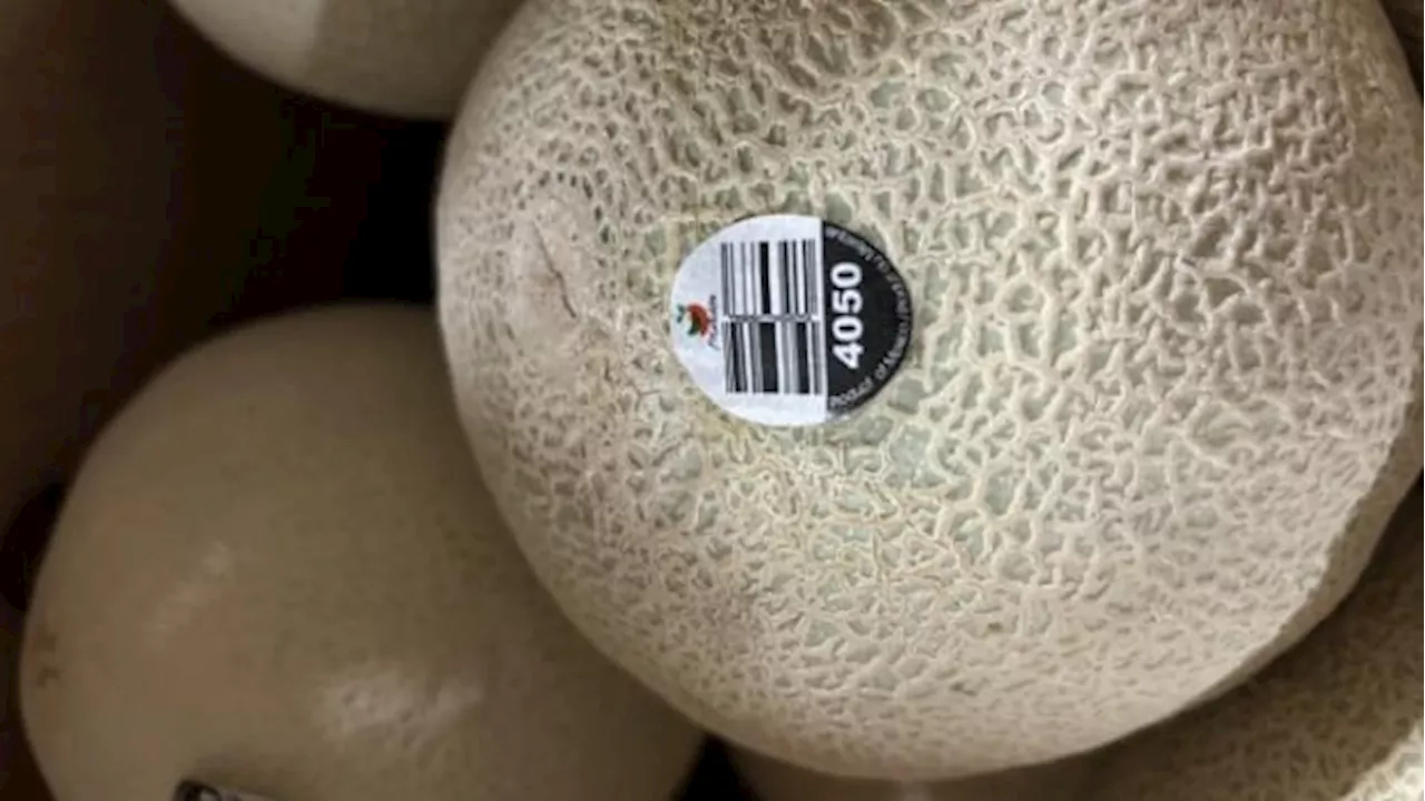 Salmonella outbreak linked to cantaloupe kills five in Canada