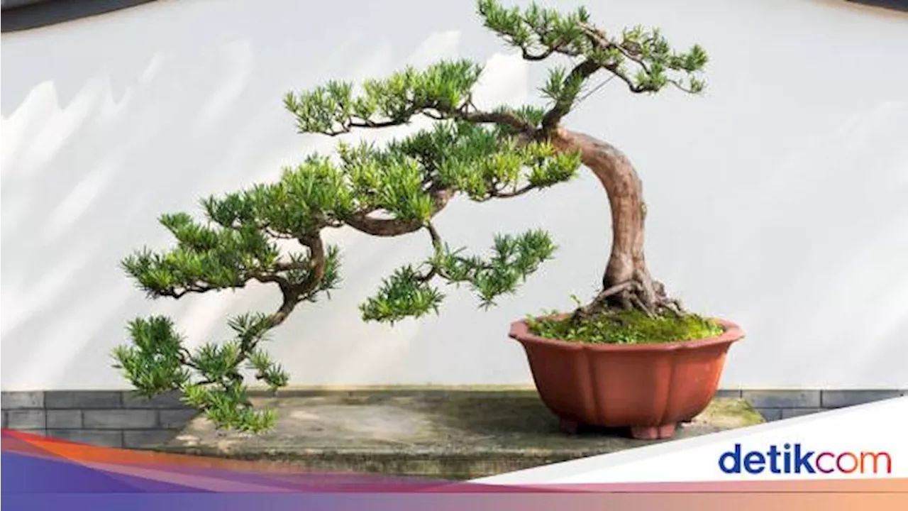 7 Tips Merawat Bonsai untuk Pemula