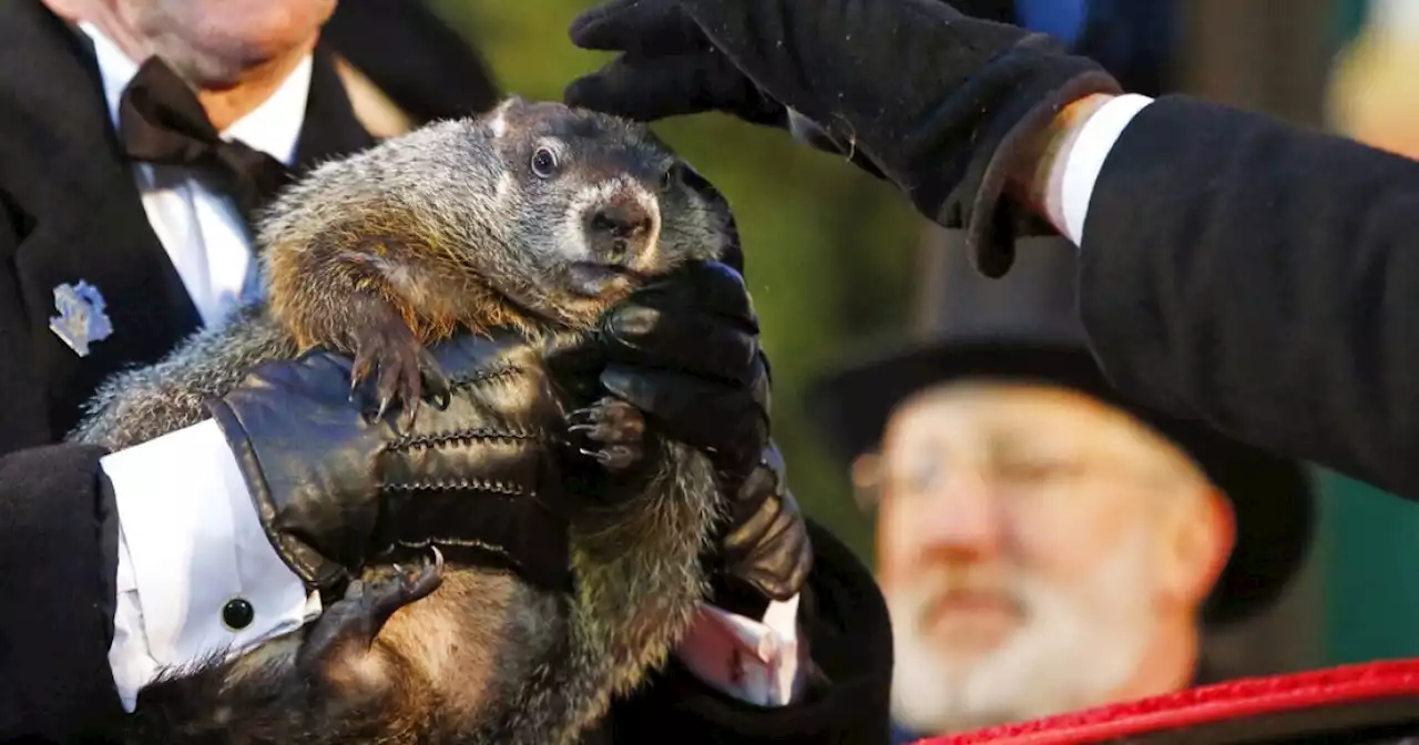 Just how accurate is Punxsutawney Phil on Groundhog Day?