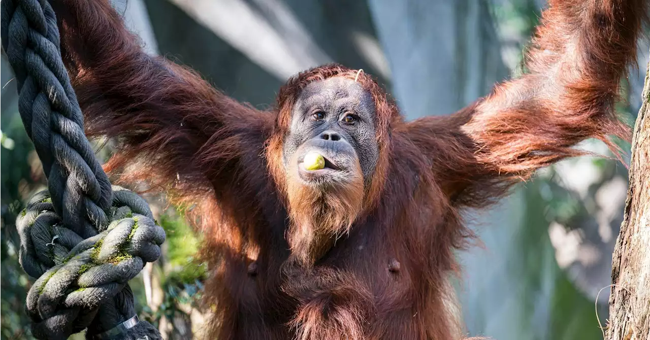 Basel: Affenmama stirbt vier Tage nach der Geburt ihres Babys im Basler Zoo