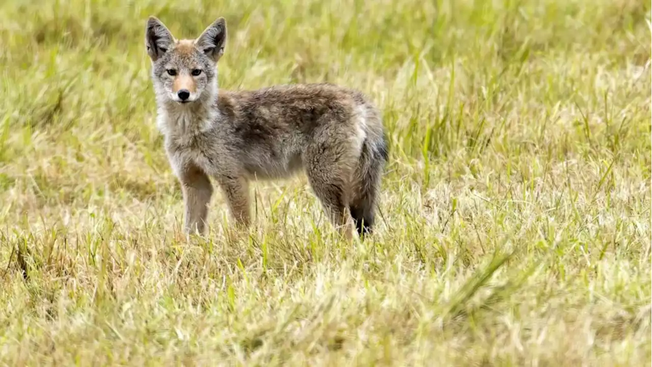 Coyotes in Idaho chasing skiers, 1 woman bitten: Officials