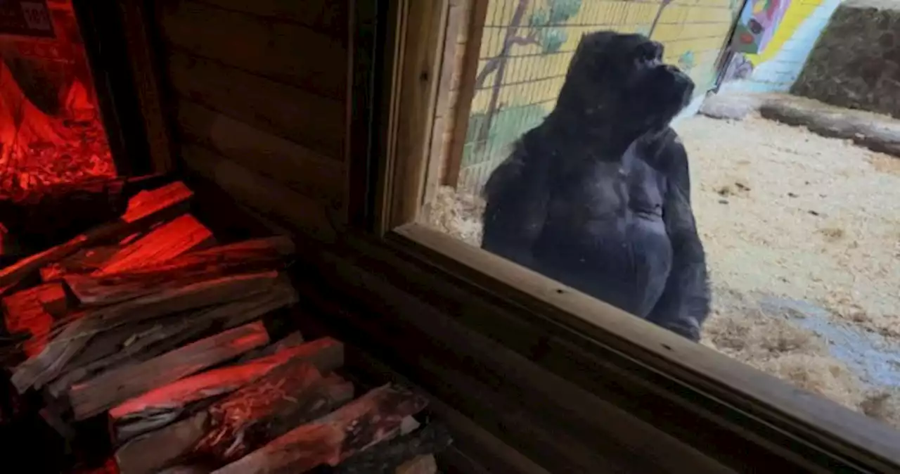 Kyiv Zoo keeps Tony the gorilla warm despite daily power cuts