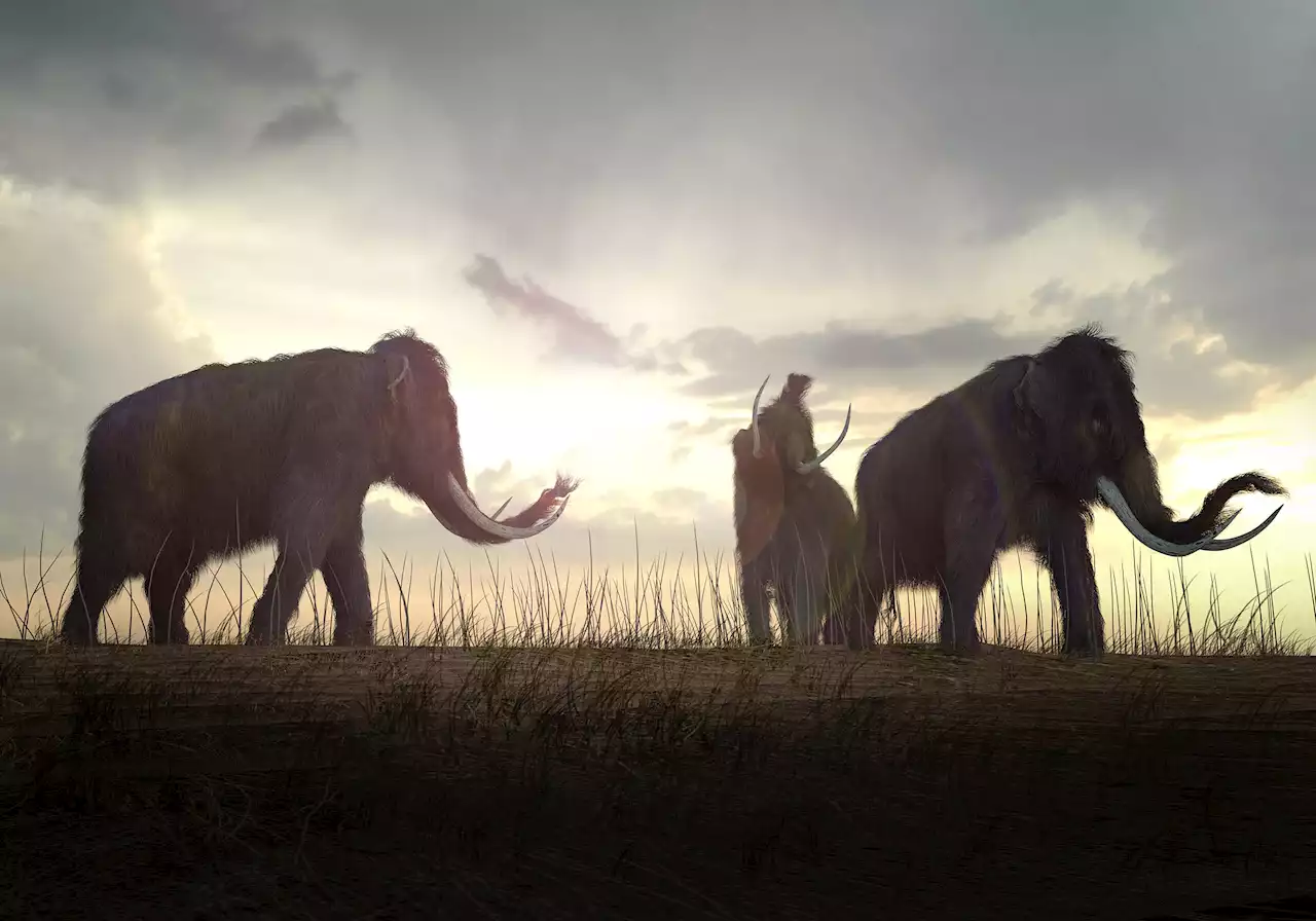 Colossal Biosciences hopes to resurrect the woolly mammoth in 4 years