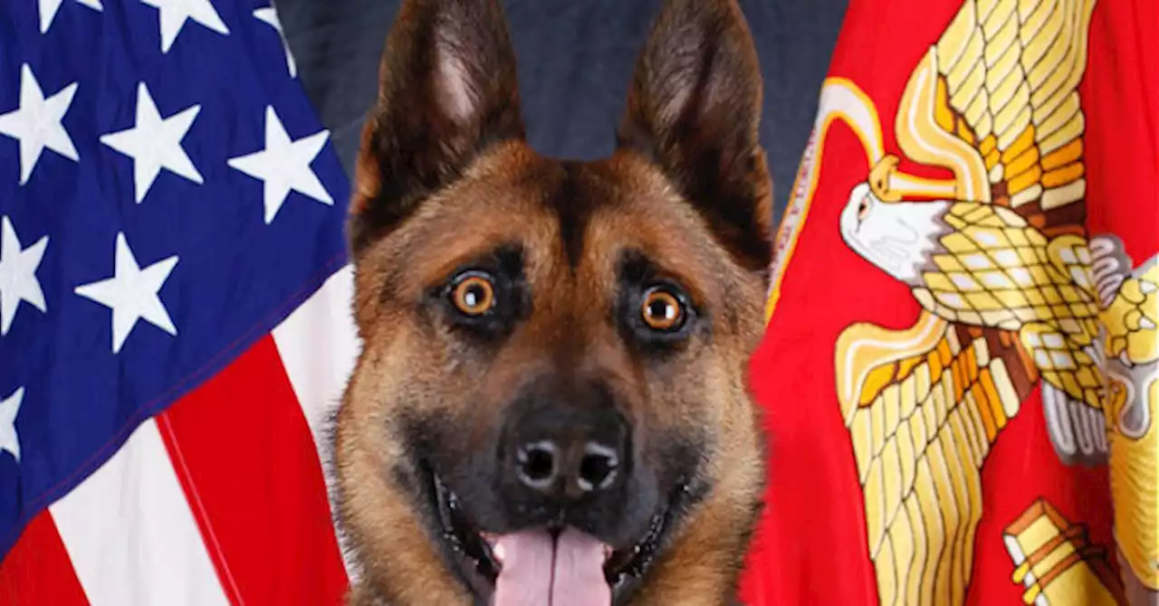 WATCH: Marine Dog Who Saved Lives from Terrorist Bombs Given Medal