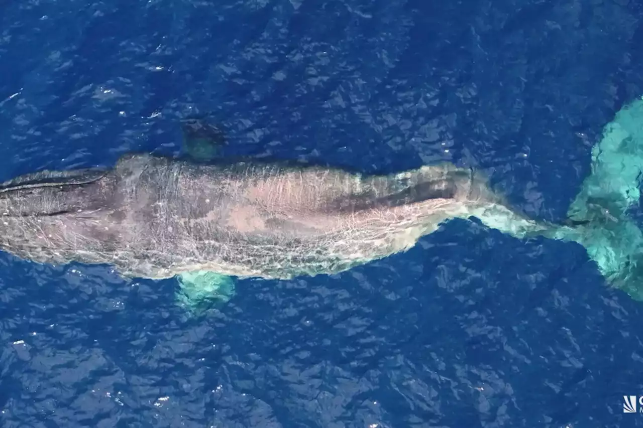 Injured humpback whale that swam from B.C. to Hawaii 'likely' dead