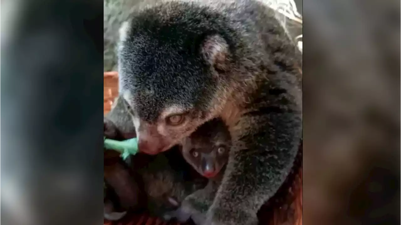 Im Tierpark Berlin: Bärenkusküsschen für Mama