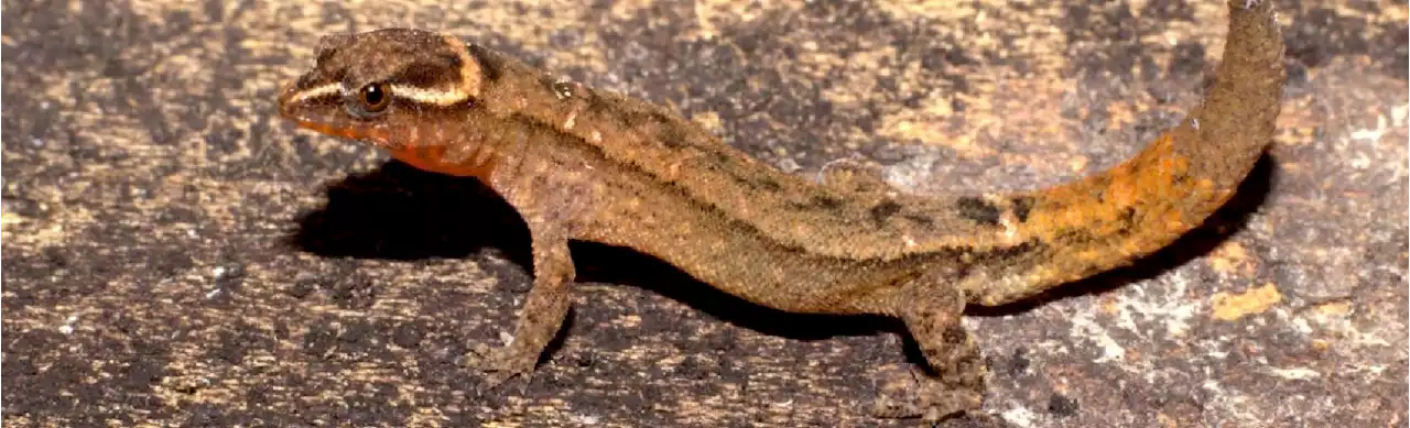 Conozca al geco tinajero, la especie de reptil endémica del Parque Tayrona - Colombia Visible