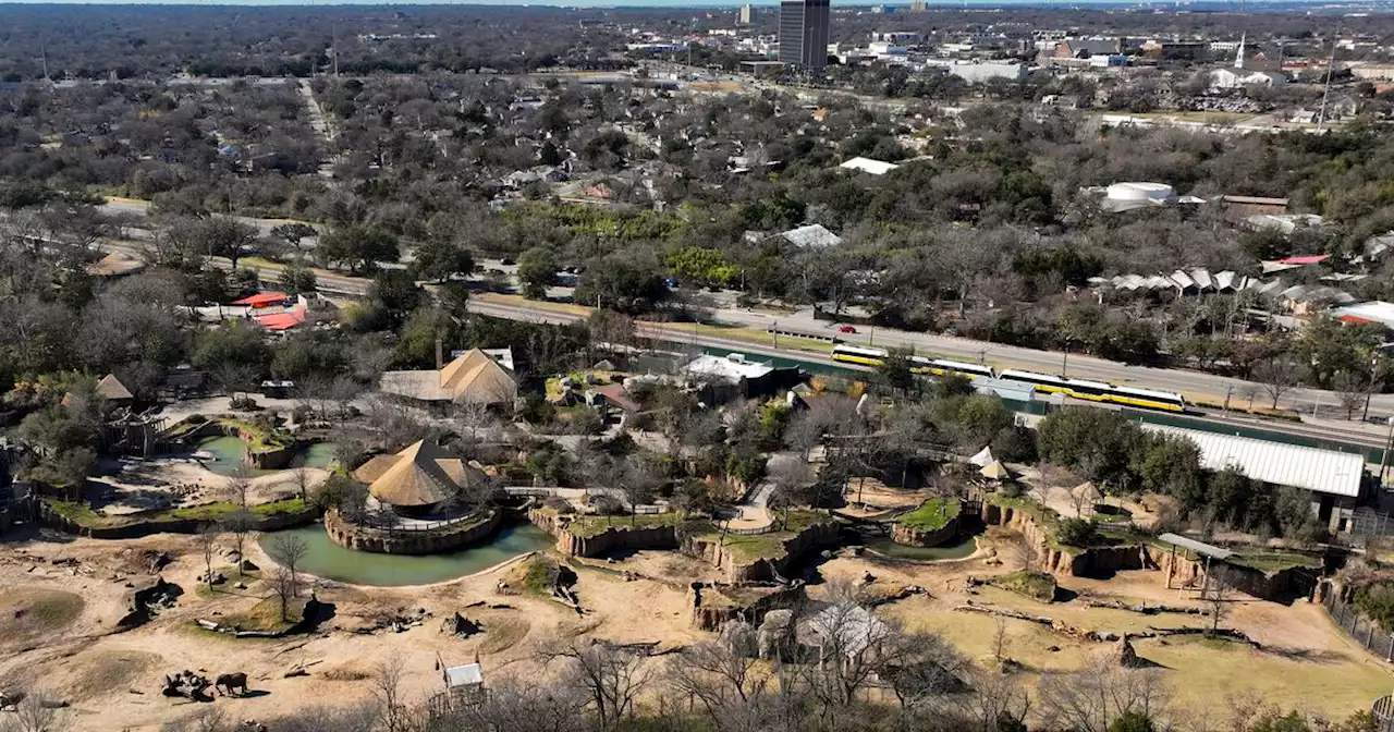 Video: DMN reporter Jamie Landers discusses latest developments in ongoing Dallas Zoo saga