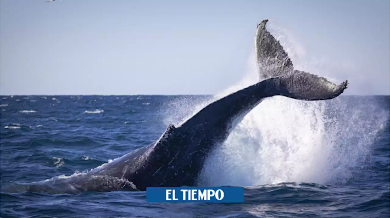 Desconcierto en Nueva York por ballena, de más de 10 metros, que murió en playa