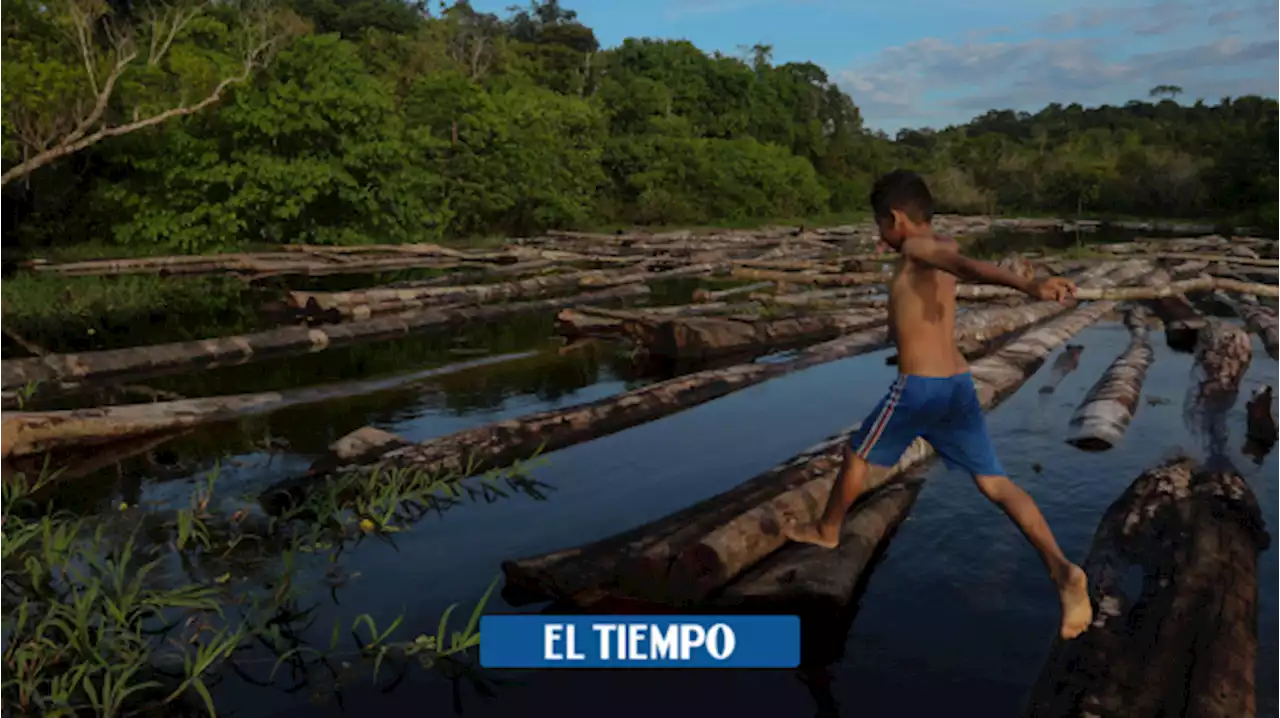 ¿Podrá Lula da Silva salvar el Amazonas? / Análisis de Mauricio Vargas