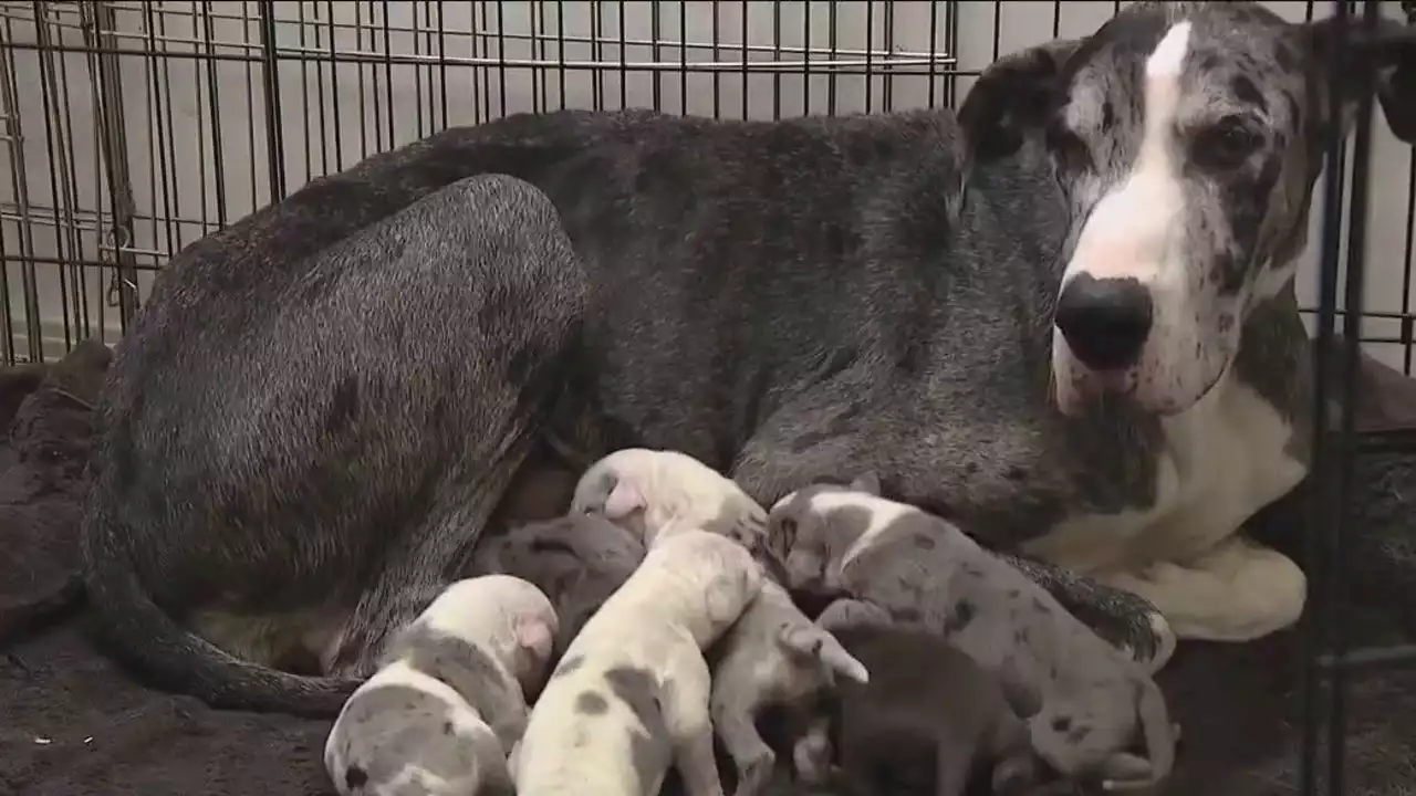 Great Dane at risk of being euthanized gives birth one day after being rescued