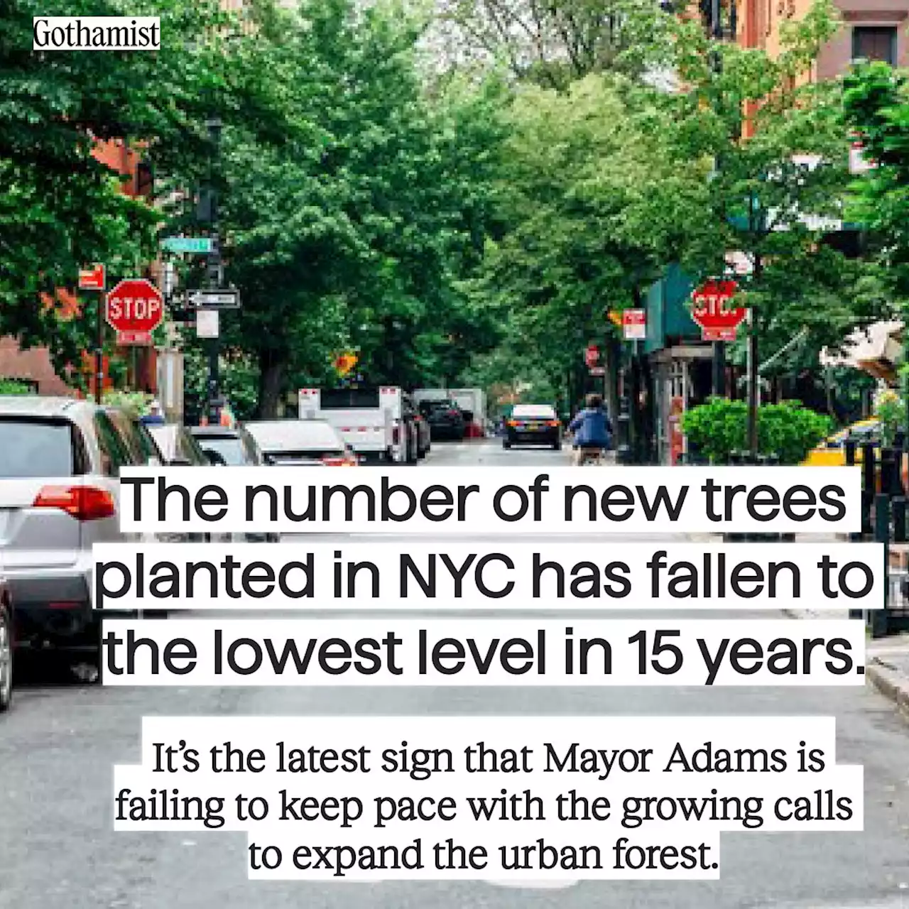 New tree plantings in NYC fall to lowest level in 15 years