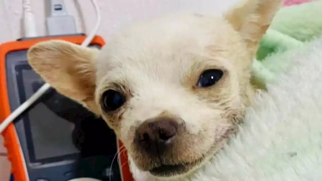 'Eres grande, Pincky': perrito chihuahua es perforado por un trinche tras defender su casa de un ladrón