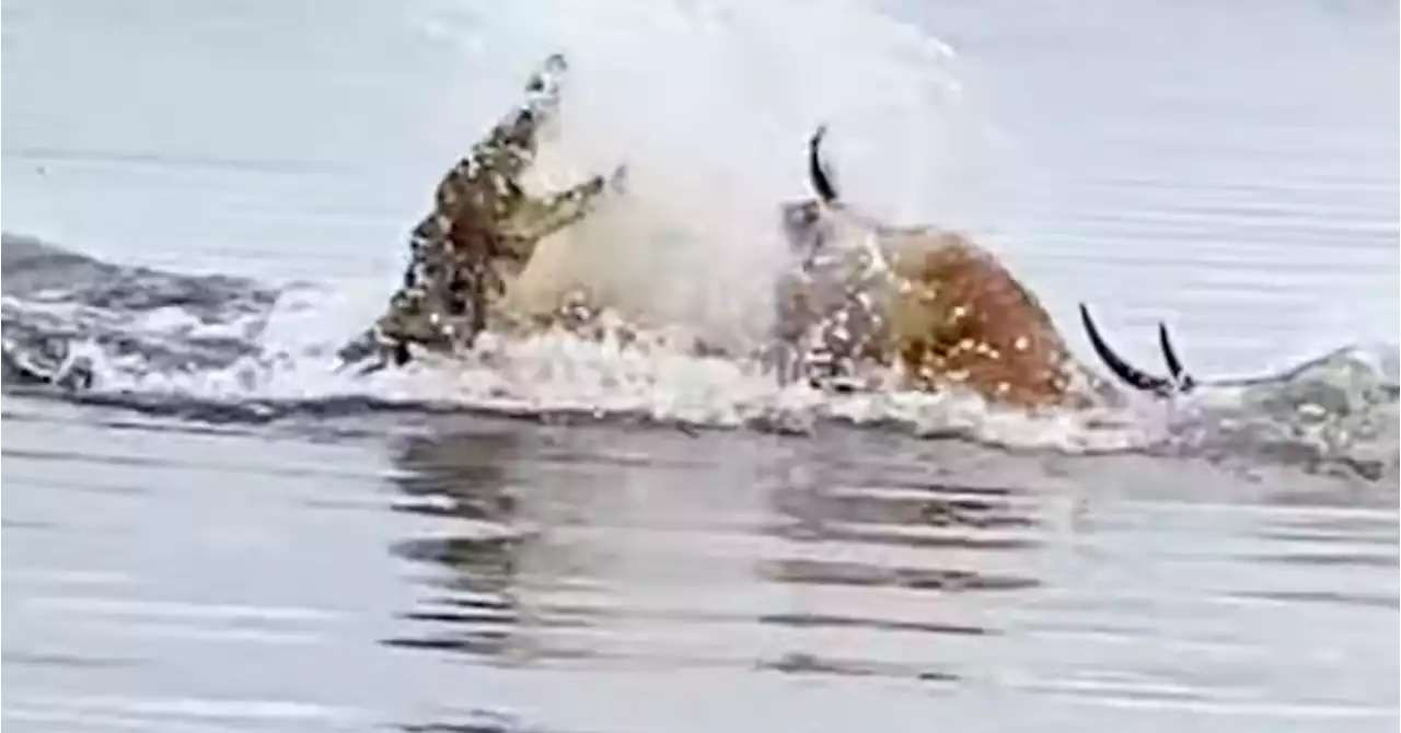 Watch As This Antelope Tries To Outswim A Crocodile In Pulse-Pounding Race To Survive