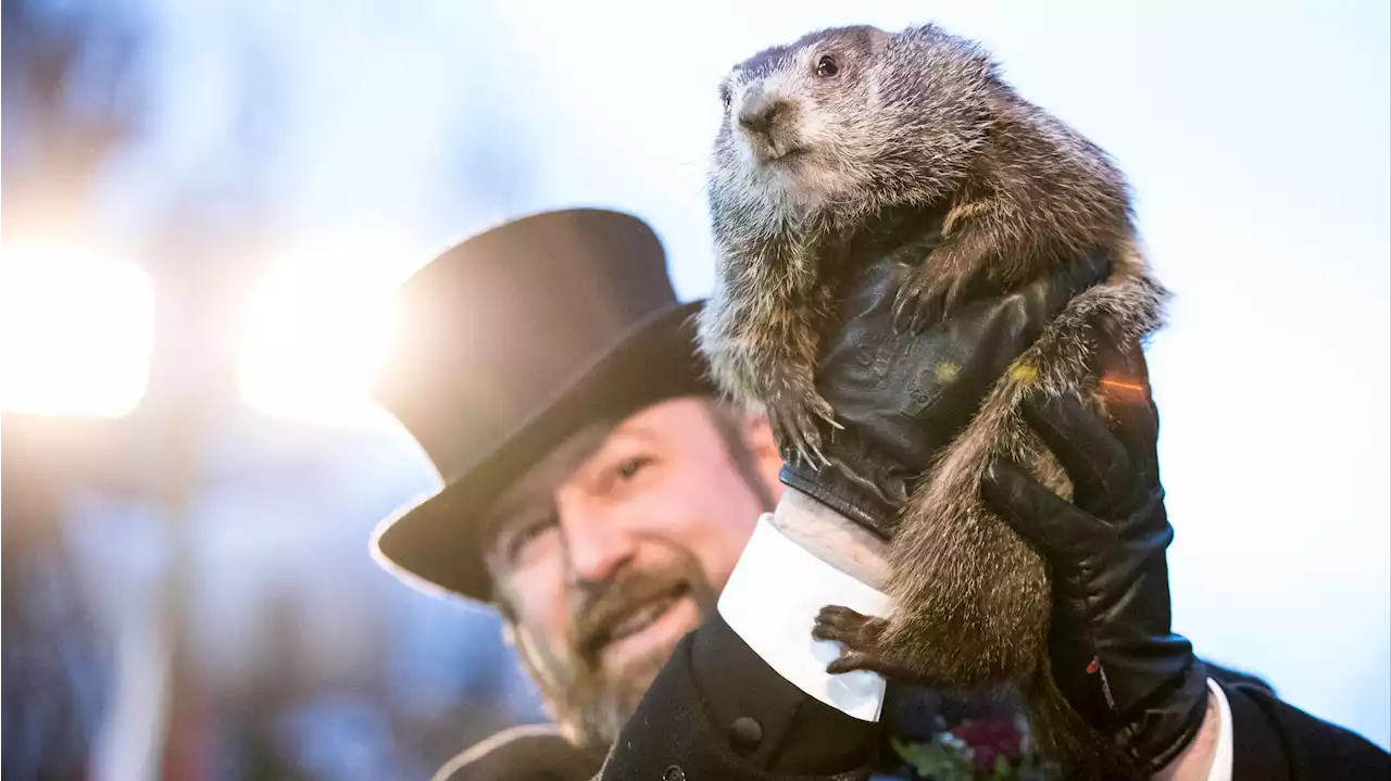 Se acerca el Día de la Marmota que pronostica el tiempo de invierno