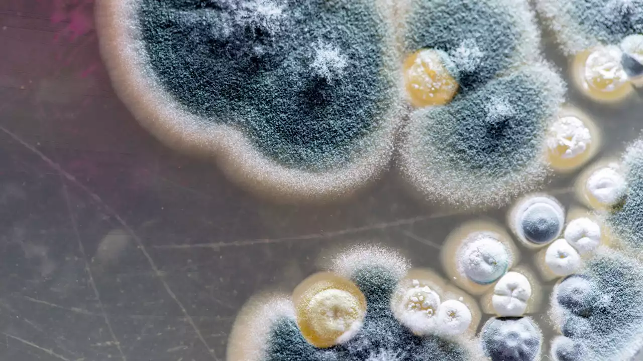 A new vaccine to fight fungal infections has passed clinical trials