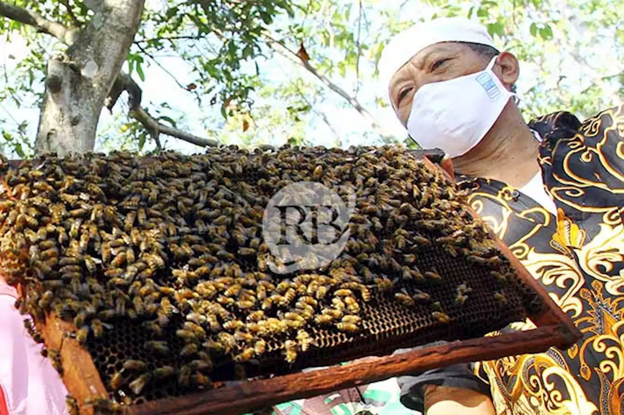 Musim Hujan, Omzet Peternak Lebah di Lumbang Anjlok