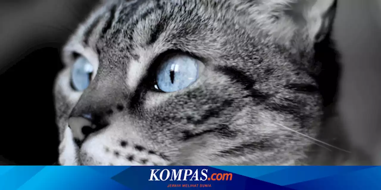 Bisakah Kucing Melihat dalam Gelap?