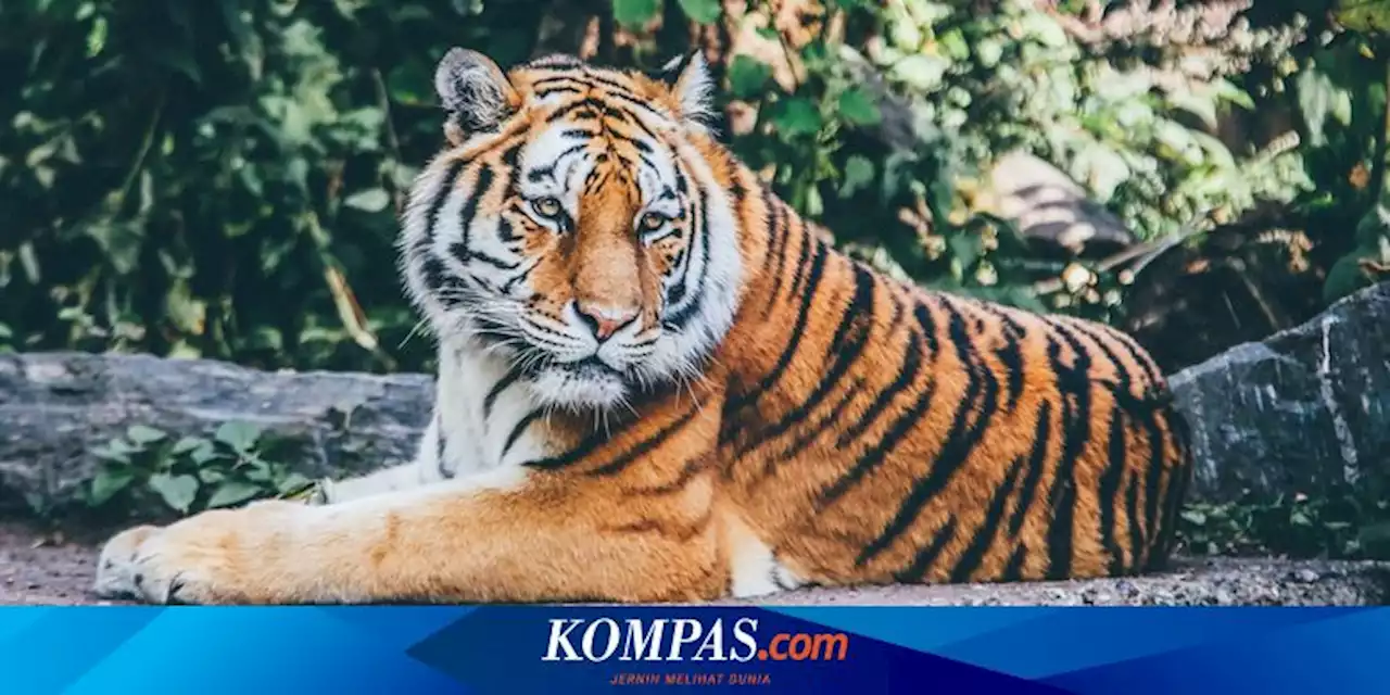 Kurang dari Seminggu 4 Warga Aceh Diterkam Harimau, Pengamat: Gara-gara Hutan Rusak