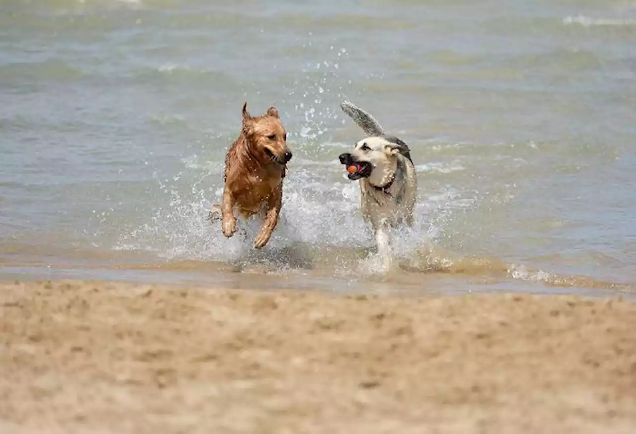 El cáncer ya es la principal causa de muerte en perros adultos