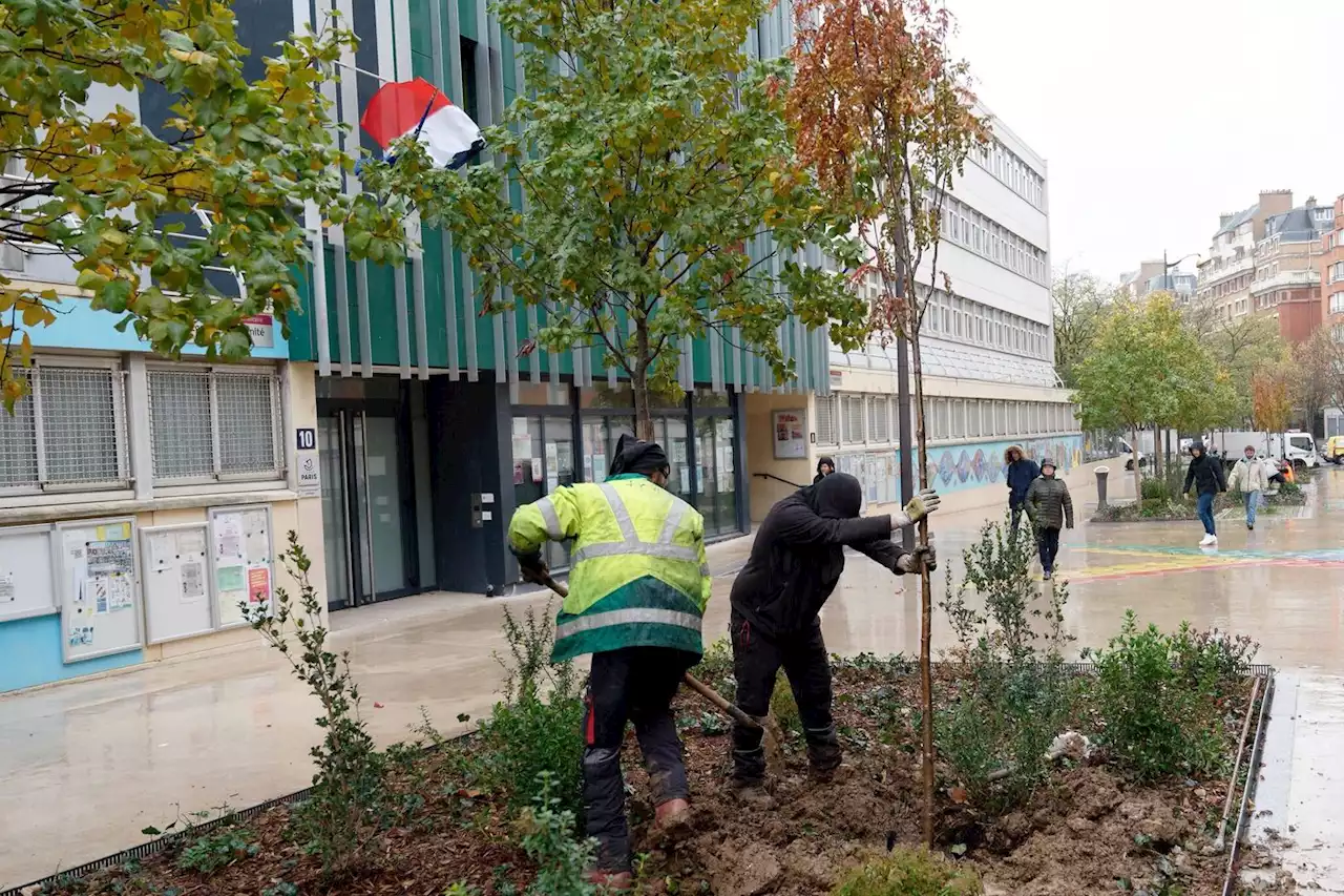 Un tiers des décès liés à la chaleur pourraient être évités en ville par les arbres