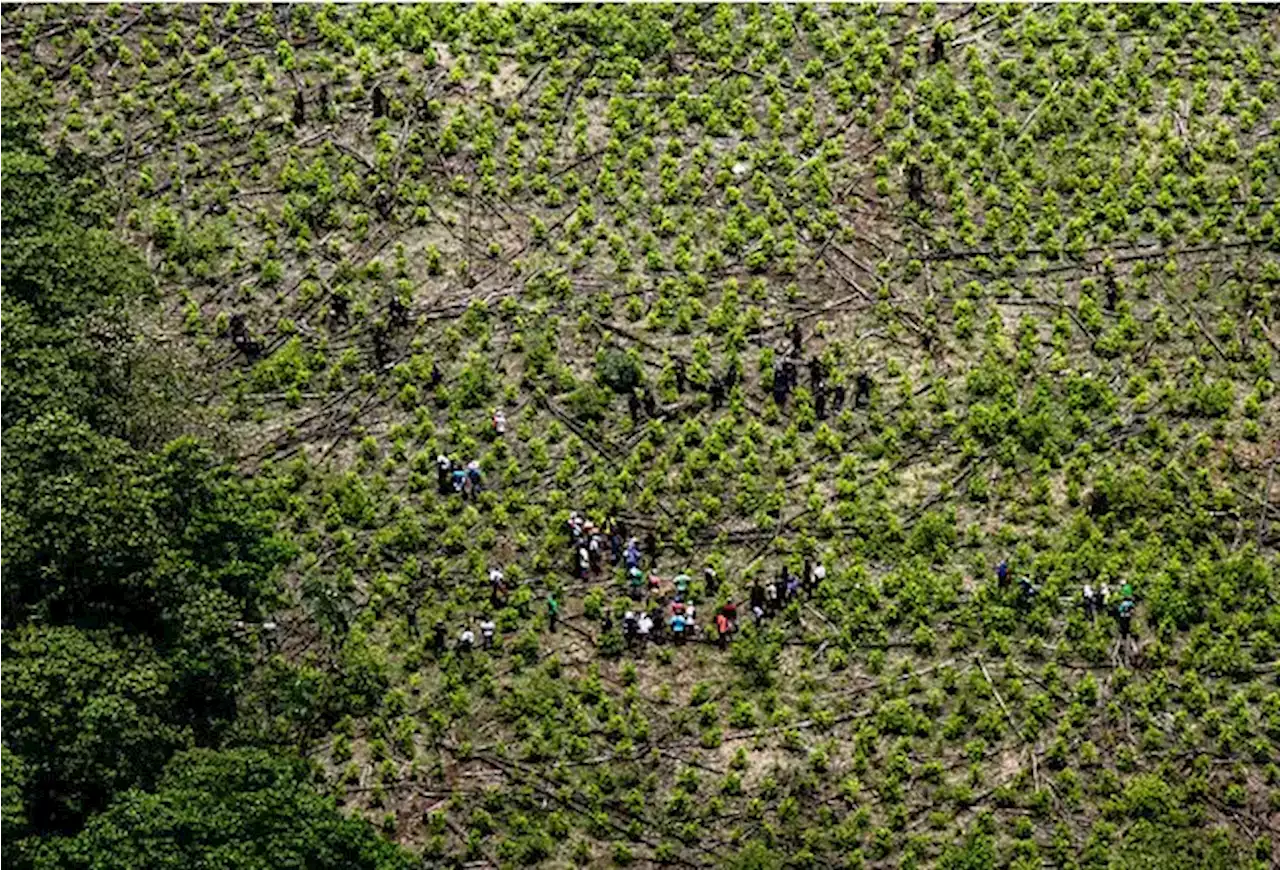 MinJusticia afirmó que no habrá legalización de cultivos de coca