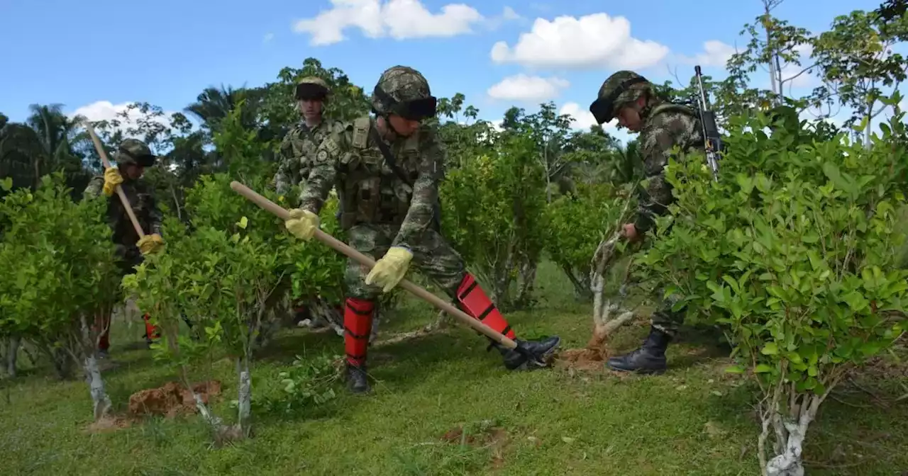 Séptima División del Ejército dice que hay que concertar erradicación de cultivos con comunidades