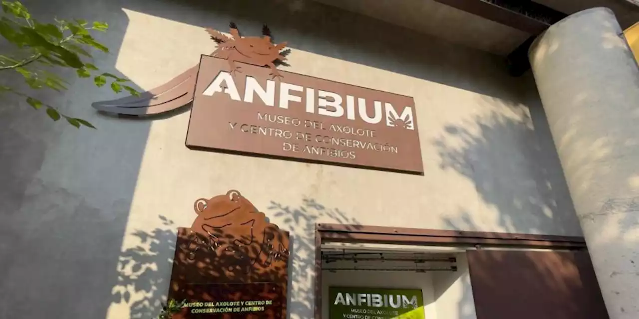 Día Nacional del Ajolote: invitan a visitar el Anfibium, el nuevo museo en CDMX