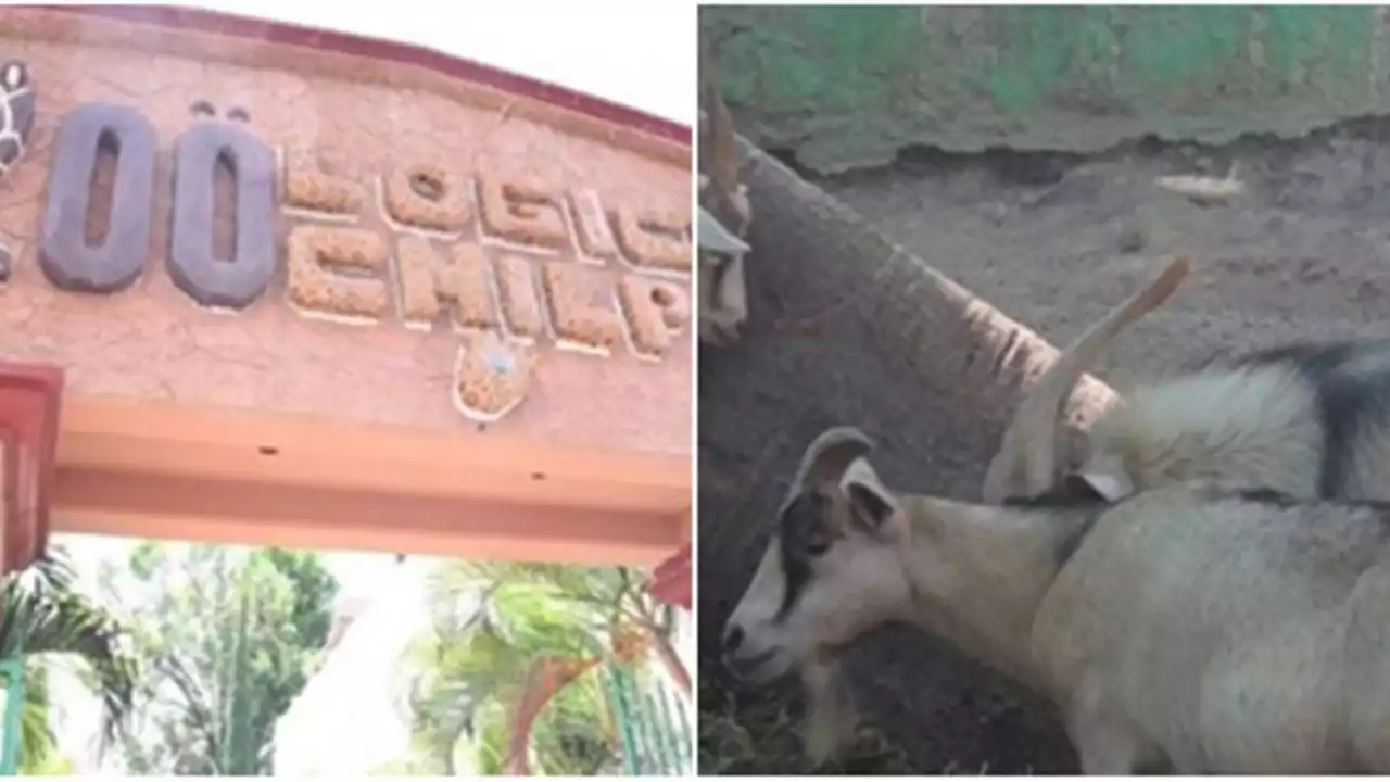 Cabras sacrificadas y guisadas para cena de Navidad, las irregularidades en zoológico de Chilpancingo