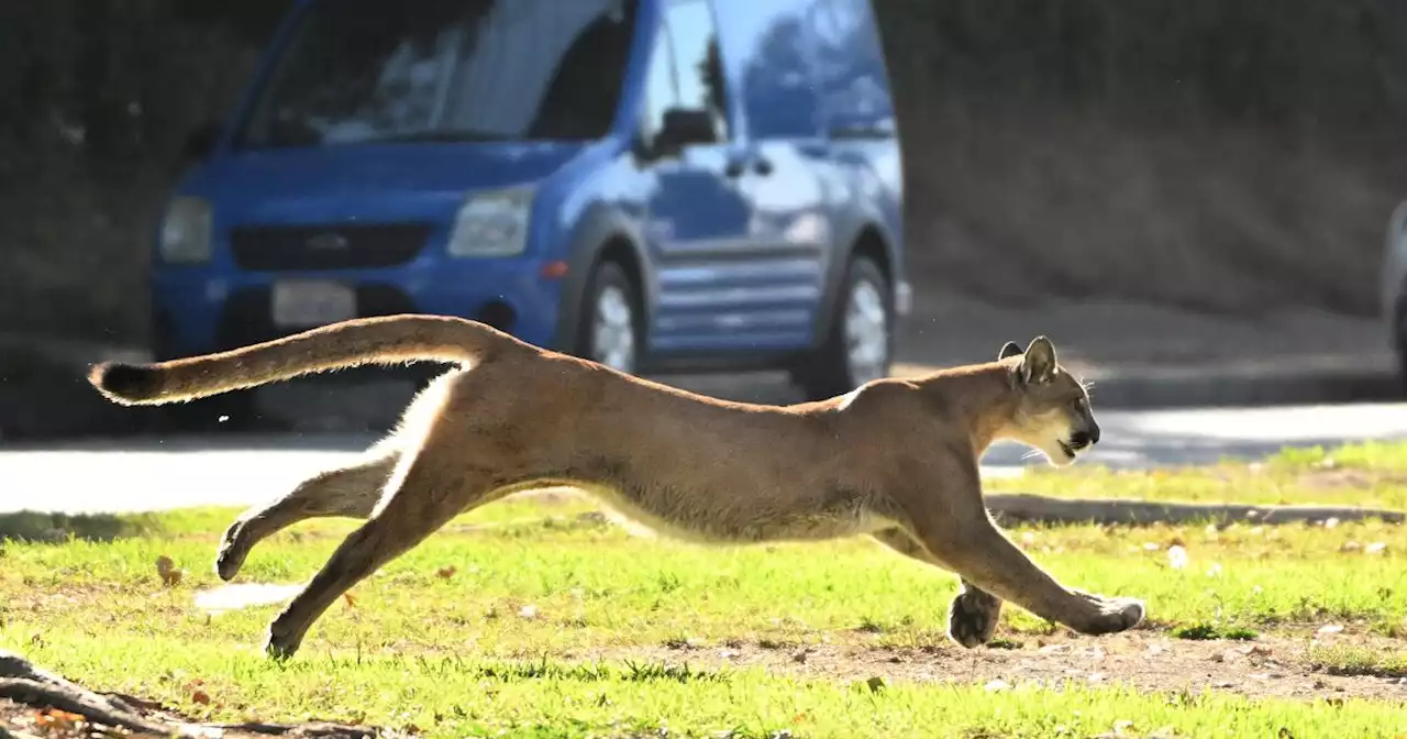 Boy survives mountain lion attack in rural San Mateo County